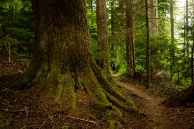 Sırt çantası Rainier Dağı Ulusal Parkı 'nda Harikalar Diyarı yolunda yürüyor.