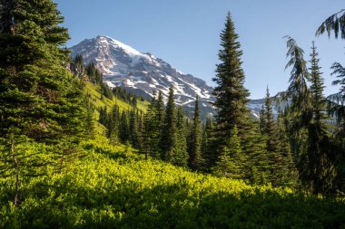 Bright Green Hillside Dotted With Pines Near Mildred Point in Mount Rainier National Park clipart