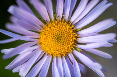 Rainier Dağı Ulusal Parkı 'nda Mor Aster Çiçeğinin Kapanışı