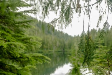 Drooping Pine Branch Hangs From Tree Over Deer Lake in Olympic National Park clipart