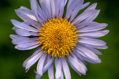 Rainier Dağı 'ndaki Mor Aster Çiçeğinin Ortasında Altın Desen