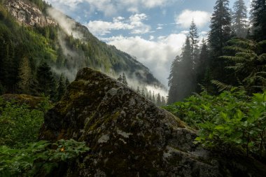 Lichen Kapaklı Kaya, Harikalar Diyarı boyunca sisli çalıların arasında dikiliyor.