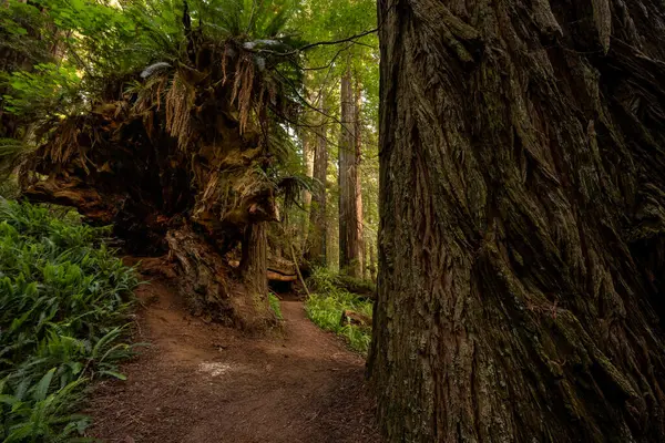 stock image Gardiner, United States: July 4, 2023: Looking Around Standing Redwood To See A Fallen Redwood Now Acting As A Nursery Tree in Redwood National Park