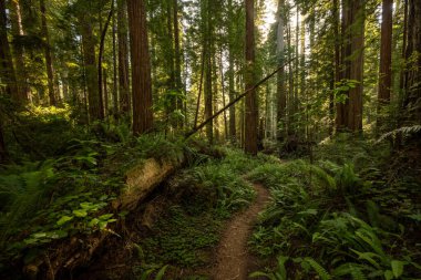 Redwood Ulusal Parkı 'ndaki Küçük Patika Bir Çocuk Ağacı