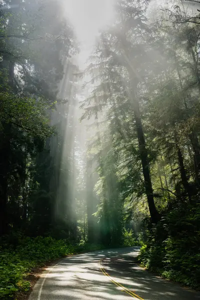 stock image Sun Bursts Into Rays Of Light Over Curve Through Redwood National Park