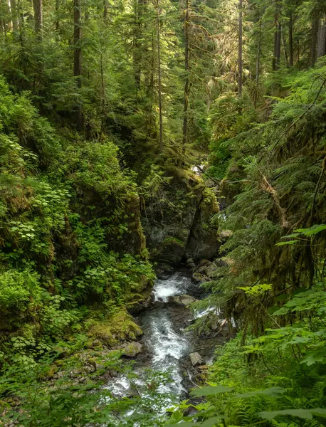 Sol Duc Nehri, Olimpiyat Ulusal Parkı 'ndaki Yeşil Vejeteryan Kanyonu' ndan Akıyor