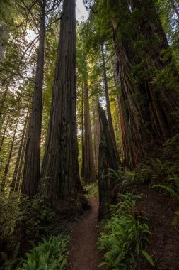 Sekoya ağaçları Redwood Ulusal Parkı 'nın altındaki karanlık kattan gökyüzüne uzanır.