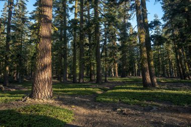 Lassen Volkanik Ulusal Parkı 'nda Prospect Peak Trail Yolu