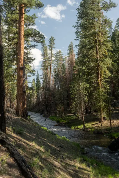 stock image Tall Pines Line Butte Creek In Lassen Volcanic National Park