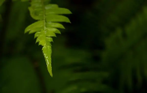 stock image Water Drops Cover The Tip Of Leather Fern In Redwood National Park