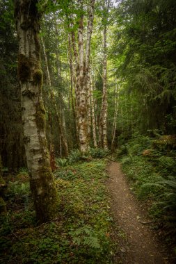 Olimpiyat Ulusal Parkı 'ndaki Birch Trees Hattı Orman Yolu