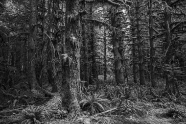 Olimpiyat Ulusal Parkı 'nda Yosunlu Ormanın Siyah ve Beyaz