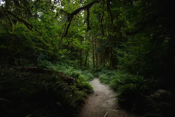 stock image Hoh River Trail Emerges From Dark Forest in Olympic National Park