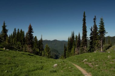 Narrow Trail Through Meadow Drops Off Into Pine Forest Below Emerald Ridge in Mount Rainier clipart