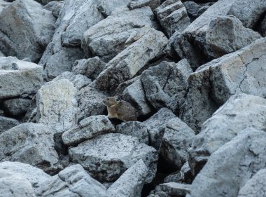 Rainier Dağı Ulusal Parkı 'ndaki Boulder Field' dan Pika Dartları