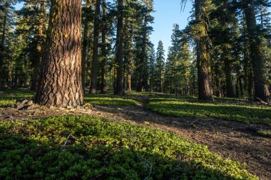 Prospect Peak Trail Lassen volkanik Ulusal Parkı 'ndaki Orman' a tırmandı