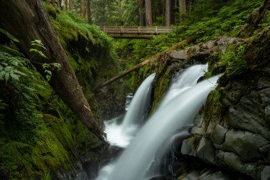 Sol Duc Falls 'un yumuşak akıntıları Olimpiyat Ulusal Parkı' ndaki yosunlu yeşil duvara dayanan devrilmiş bir ağaç gövdesinin etrafına düşüyor.