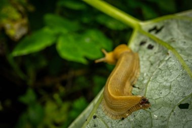 Redwood Ulusal Parkı 'nda Muz Salyangozu Kuyruğu Islak Yaprakta