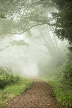 Redwood Ulusal Parkı 'ndaki Yüksek Kayalıklarda Geniş Sahil Yolu Ormanı Kesiyor