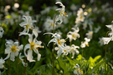 Çığ Zambakları Geniş Çiçekler Rainier Dağı Ulusal Parkı 'ndaki Açık Alanı Doldurun