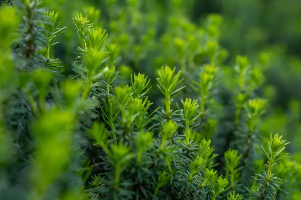 Evergreen 'in Parlak Yeşil İpuçları Rainier Dağı Milli Parkı' nda Gökyüzüne Yükseliyor