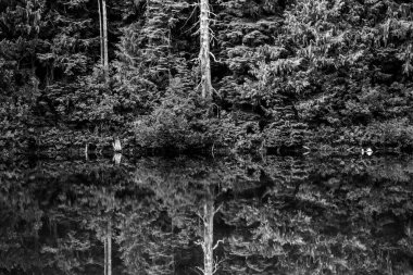 Ölü Ağaç Gövdesi ve Sahil Hattı Olimpiyat Ulusal Parkı 'ndaki geyik gölü manzarasını kesti