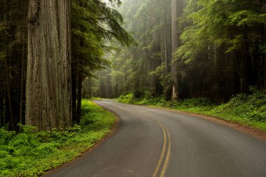 Redwood Ulusal Parkı 'nın sisli ormanında Boş Yol Virajları