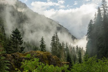 Rainier Dağı Ulusal Parkı 'ndaki Ipsut Geçidi' nin altındaki dağ yamaçlarına sis tırmanıyor.