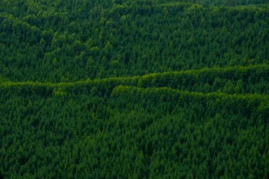 Çerçeve Ağaç Kaplamalı Sırtlar Rainier Dağı Ulusal Parkı 'nda Işığı Yakalıyor