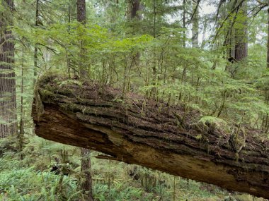 Rainier Dağı Milli Parkı 'nın arkasındaki kreş ağacı.
