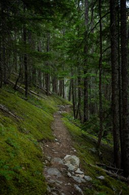 Kuzey Cascades Ulusal Parkı 'ndaki dik yosunlu orman zemininde dar patika kesiliyor.