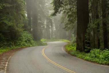 Redwood Otoyolu Redwood Ulusal Parkı 'ndaki Sisli Orman' da Virajlar