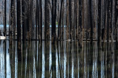 Lassen Volkanik 'te Yanan Ağaç Sandığı Çevresinde Sel Baskını
