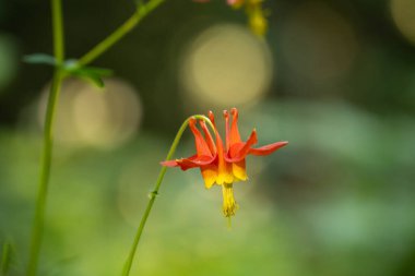 Rainier Dağı Ulusal Parkı 'nda Kırmızı ve Sarı Yapraklı Batı Kolombine Çiçeği