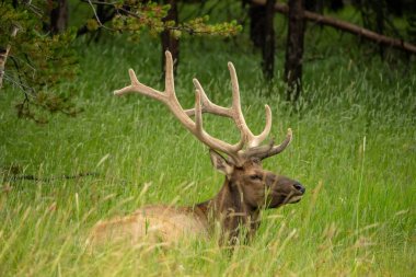 Yazın Yellowstone Gölü 'nün yakınındaki Uzun Çimenlerde Boğa Geyiği Yatar