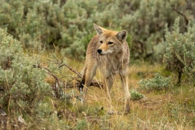 Yellowstone 'daki Lamar Vadisi' nde Meraklı Çakal Çalıların Arasında Dolaşıyor