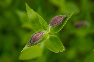 Tüylü Maymun Çiçeği Tomurcukları Yazın Rainier Dağı Ulusal Parkı 'nda İkiz Olarak Büyür