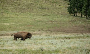 Erkek Bizon Rüzgâr Mağarası Ulusal Parkı 'nda Çimenli Öncü Dükkanı Geçiyor