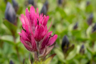 Rainier Dağı Ulusal Parkı 'nın Sprey Parkı' nda Pembe Boya Fırçası Çiçekleri
