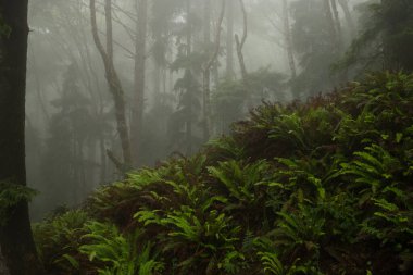 Yoğun sis, Redwood Ulusal Parkı 'nda Karanlık Orman Oluyor.