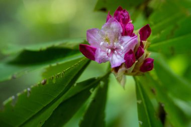 Mor Rododendron 'un İpuçları Redwood Ulusal Parkı' nda Yeni Başlıyor