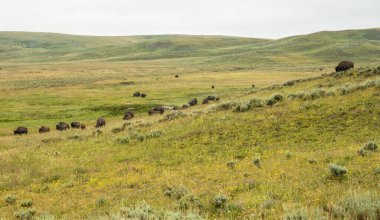 Bison Sürüsü Tepeden Yellowstone 'daki Yeşilci Çayırlarına Gidiyor