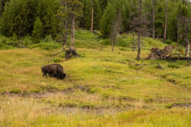 Yellowstone Ulusal Parkı 'ndaki Grassy Hillside' da Bizon Kökleri