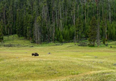 Bison Yellowstone Ulusal Parkı 'nda Ormanın Kıyısında Kolay Yol Buldu