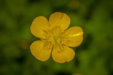 Parlak Sarı Batı Duvar Çiçeği Rainier Dağı Ulusal Parkı 'nda Çiçek Açtı