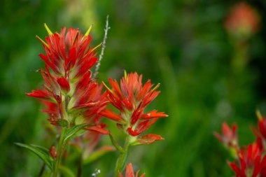 Rainier Dağı Ulusal Parkı 'nda Parlak Kırmızı Boya Fırçasının Yeşil Arkaplanına Karşı Çiçek Açtı