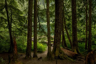 Green Lake, Rainier Dağı Ulusal Parkı 'ndaki Eski Çam Korusu' nun arkasında duruyor.