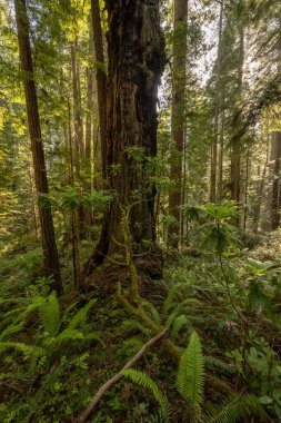 Redwood Ulusal Parkı 'ndaki Yanmış Sekoya Ağacı' nda Küçük Rododendron Çalı Büyüyor