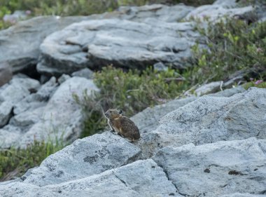 Küçük Pika Rainier Dağı Ulusal Parkı 'nda Kaya Çıkıntısından Gözünü Ayırıyor