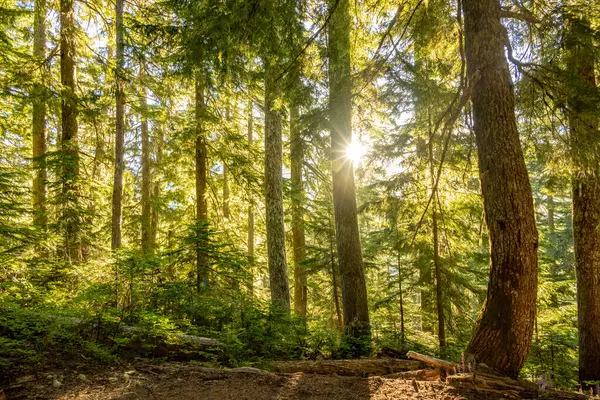 Rainier Dağı Ulusal Parkı 'nda Sunburs Parlak Yeşil Kanopi' den Kırıldı